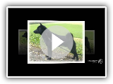 Raça Black Norwegian Elkhound Dog